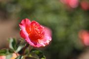 21st Jun 2013 - Pink Rose