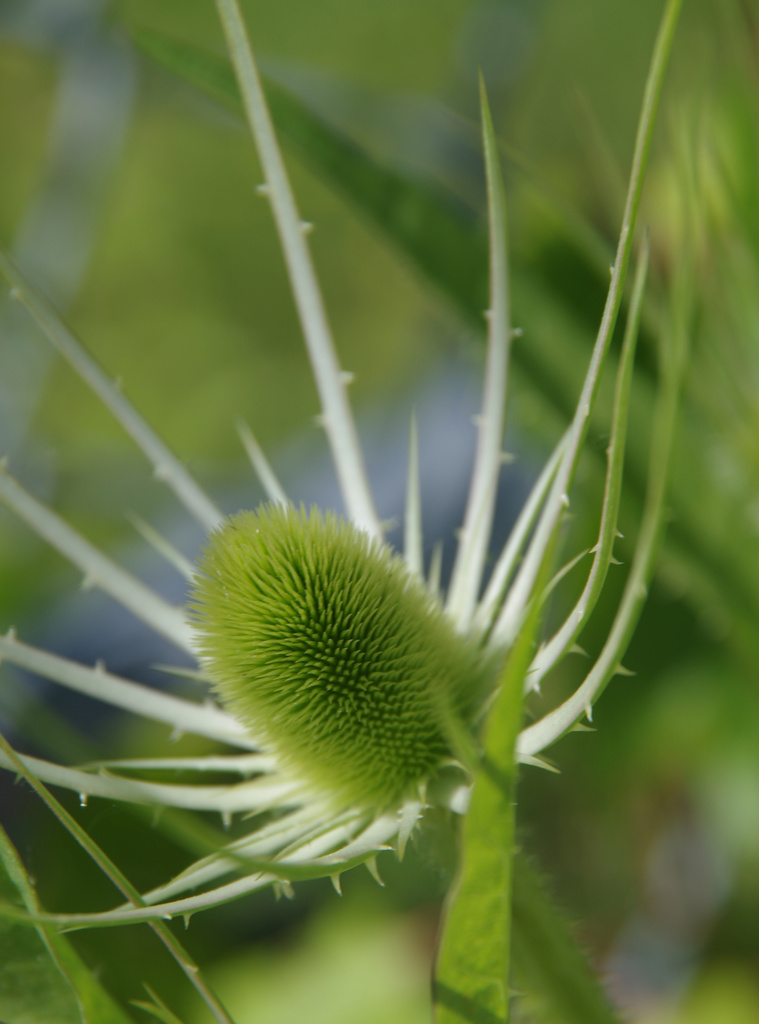 Green-Baby Teasel by houser934