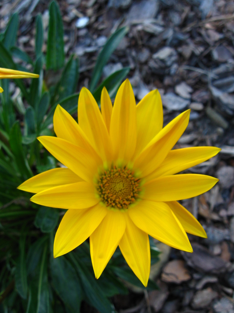 Single Yellow Bloom by mozette