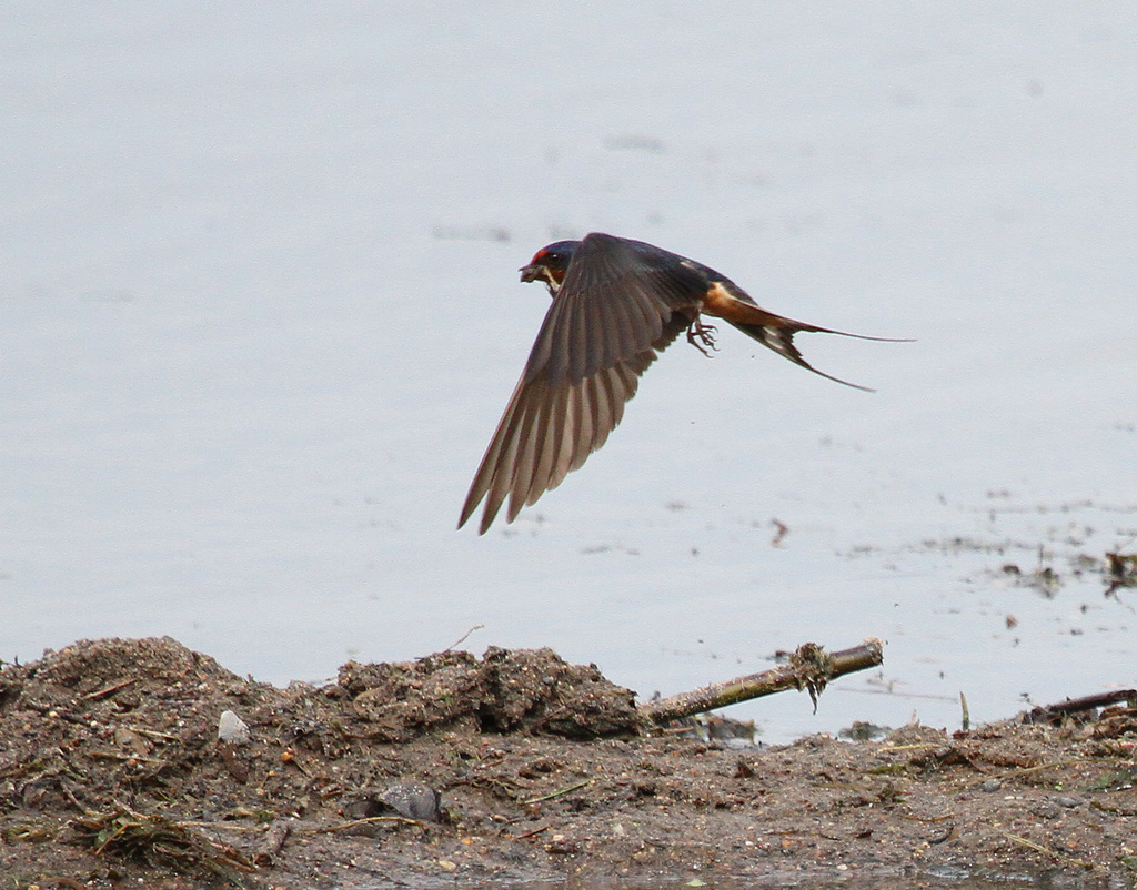 Swallow in Flight by tosee