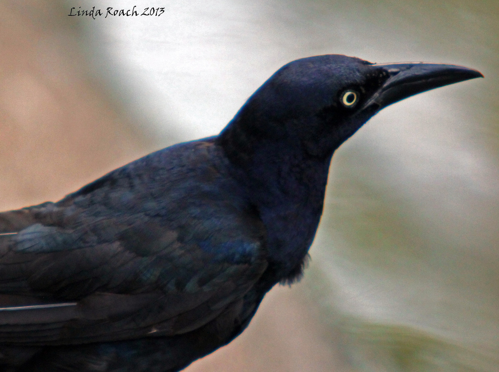 Male Grackle on the lookout by grannysue