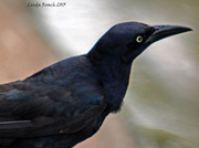 20th Jun 2013 - Male Grackle on the lookout