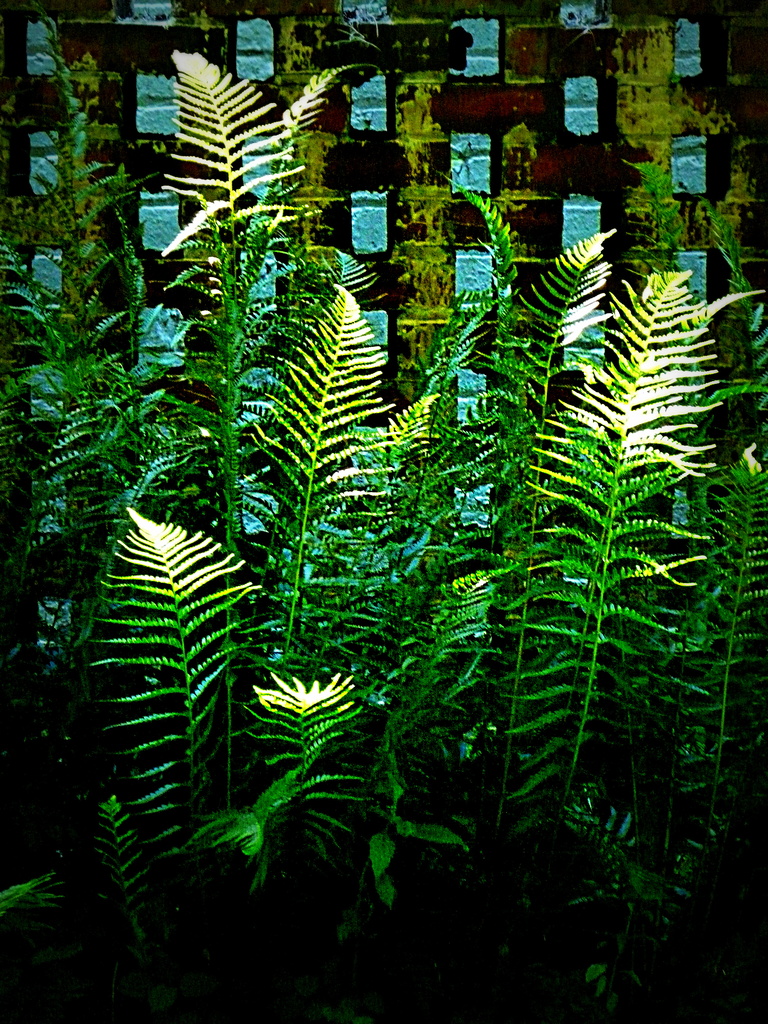 Ferns in the Sunlight by calm