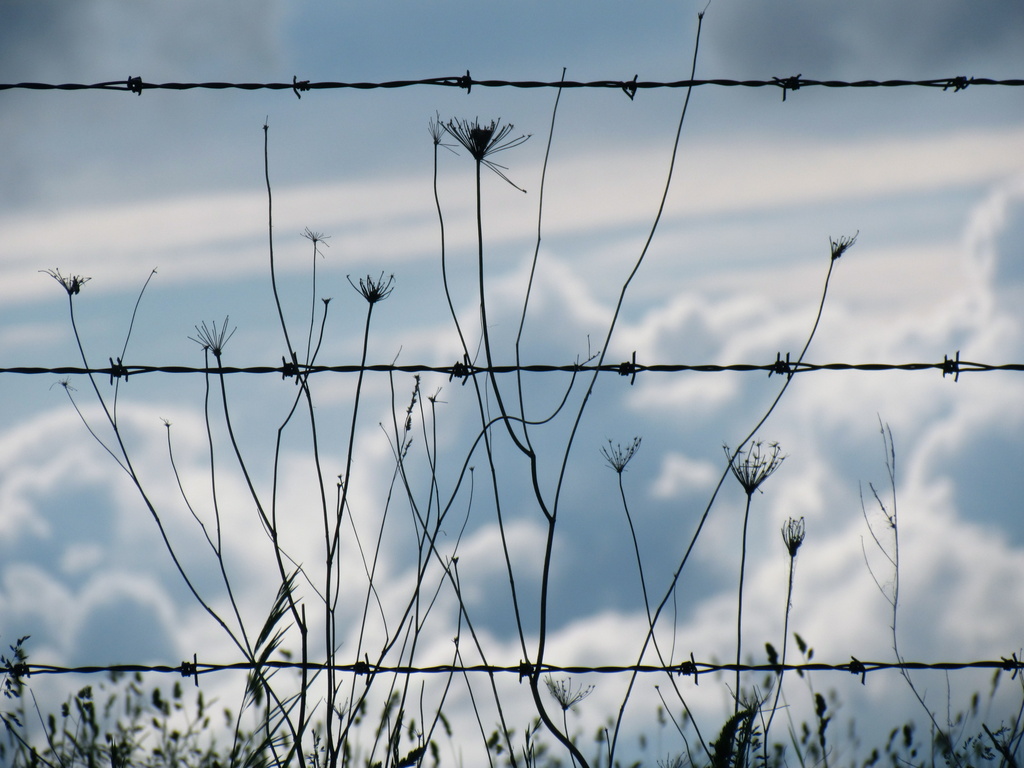 Fence Weeds Clouds by juletee