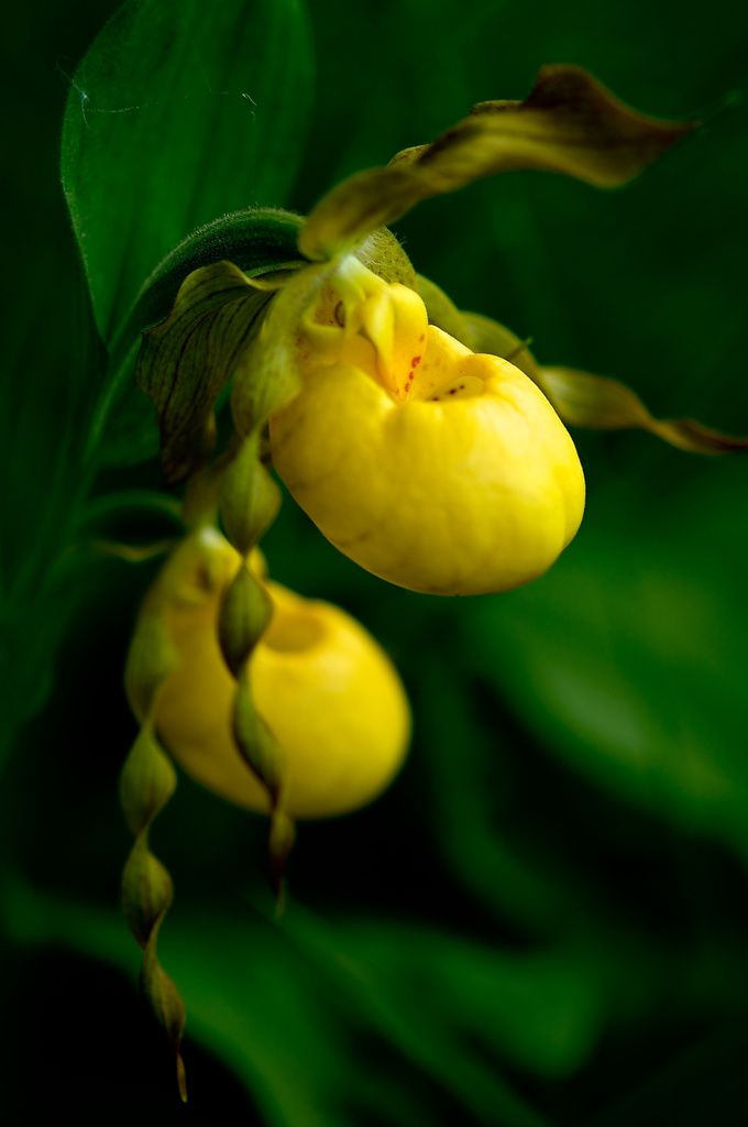 Yellow Lady Slippers by taffy