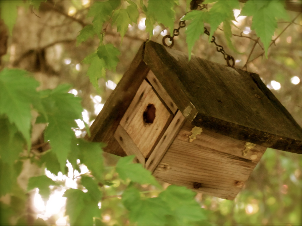 Birdhouse by juletee