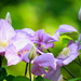 Clematis by juletee