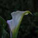 Calla Lily 2 by lstasel