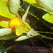 Cumquat by marguerita