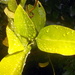 Cumquat leaves by marguerita