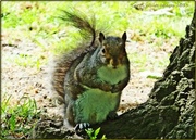 21st Jun 2013 - "Have You Brought Some Nuts For Me,Please?"