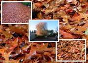 22nd Jun 2013 - Collage of Oak Leaves