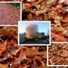 Collage of Oak Leaves by kiwiflora
