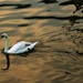 Swan on the Danube by bella_ss