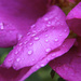 Rain drops on the rose petal by padlock