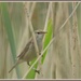 Reed warbler by rosiekind