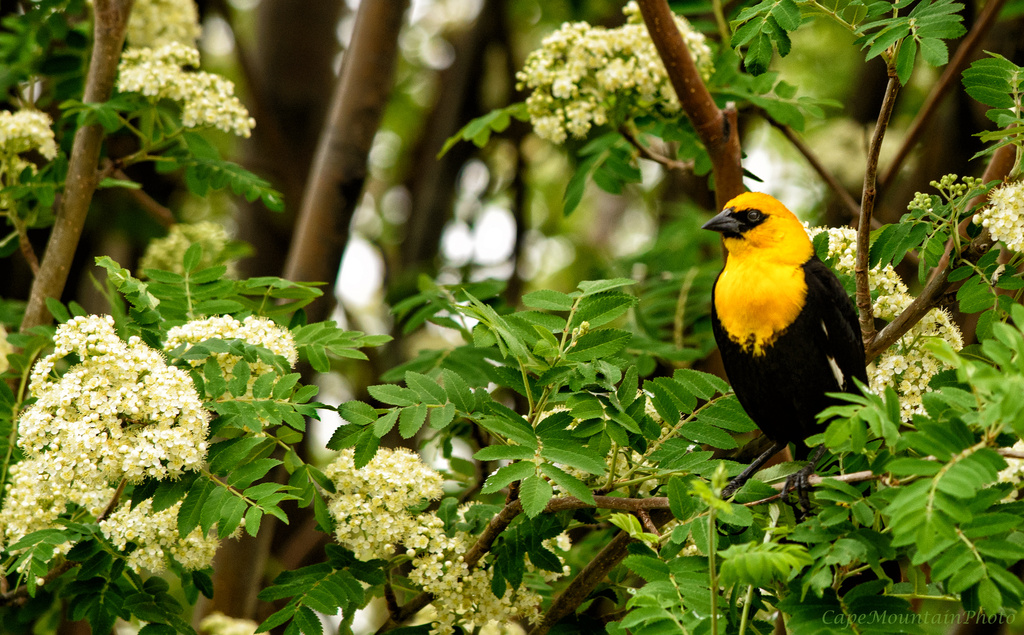 Yellow Headed Blackbird Enjoying the Flowers by jgpittenger