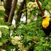Yellow Headed Blackbird Enjoying the Flowers by jgpittenger