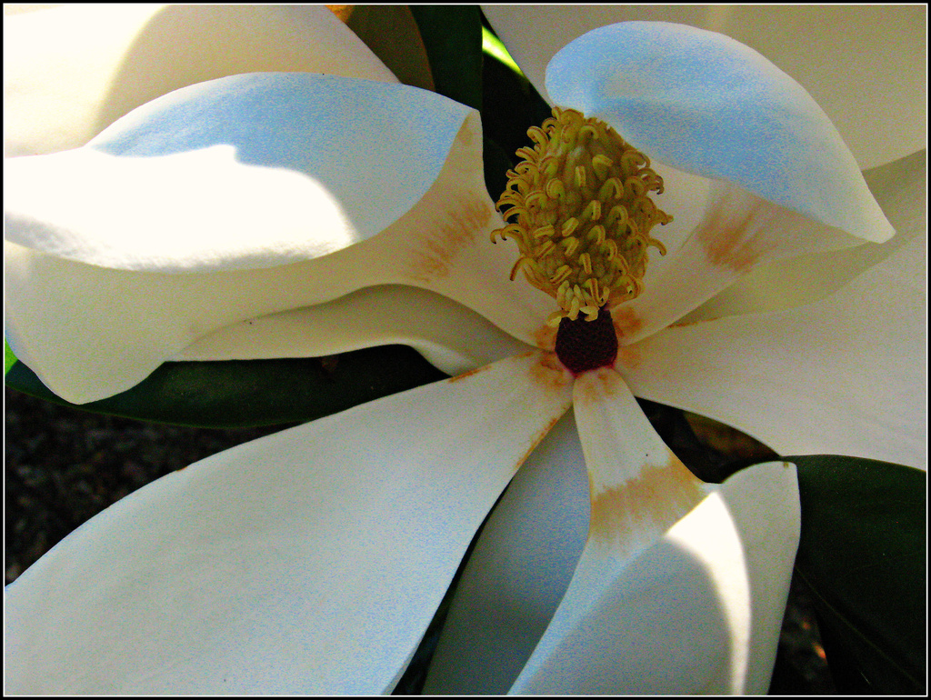 Magnolia by olivetreeann