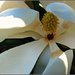 Magnolia by olivetreeann