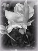 19th Jun 2013 - Black and White Rose