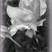 Black and White Rose by olivetreeann