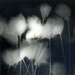 bog cotton photogram by ingrid2101