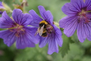 21st Jun 2013 - Buzzy-bee, Fuzzy-bee