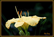 18th Jun 2013 - Yellow Lily