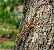 21st Jun 2013 - Lizard on a Tree