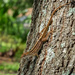 Lizard on a Tree by dnszero