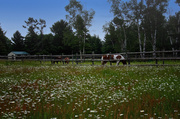 21st Jun 2013 - Unfinished Farm