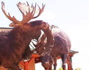 16th Jun 2013 - Big Moose