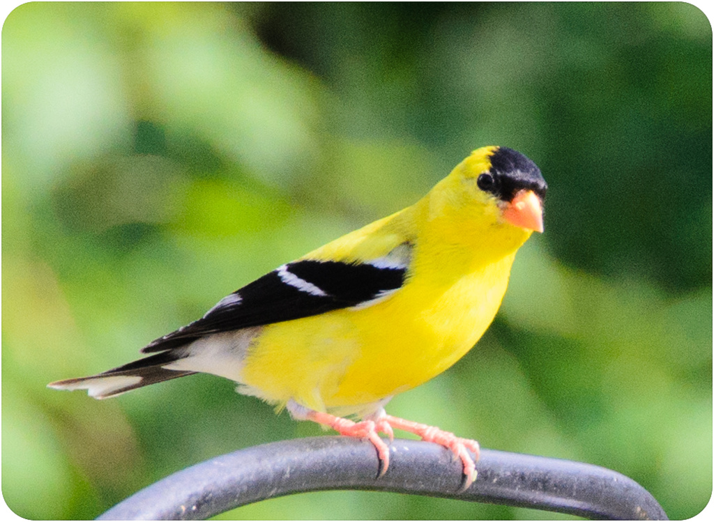 Yellow Finch by kathyladley
