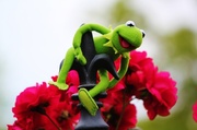 21st Jun 2013 - Kermit spotted!