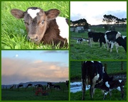 22nd Jun 2013 - 2013-06-22 Cows n calves