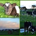 2013-06-22 Cows n calves by julzmaioro