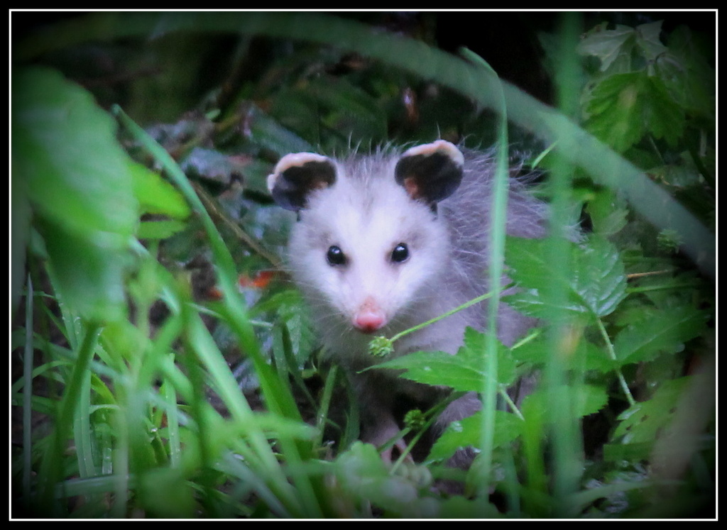 Baby Possum by jankoos