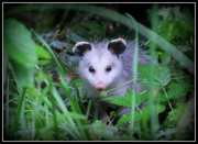 20th Jun 2013 - Baby Possum
