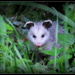 Baby Possum by jankoos