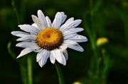 22nd Jun 2013 - Daisy and Dew