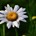 Daisy and Dew by soboy5