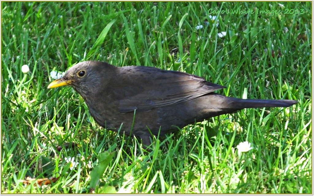 Blackbird by carolmw