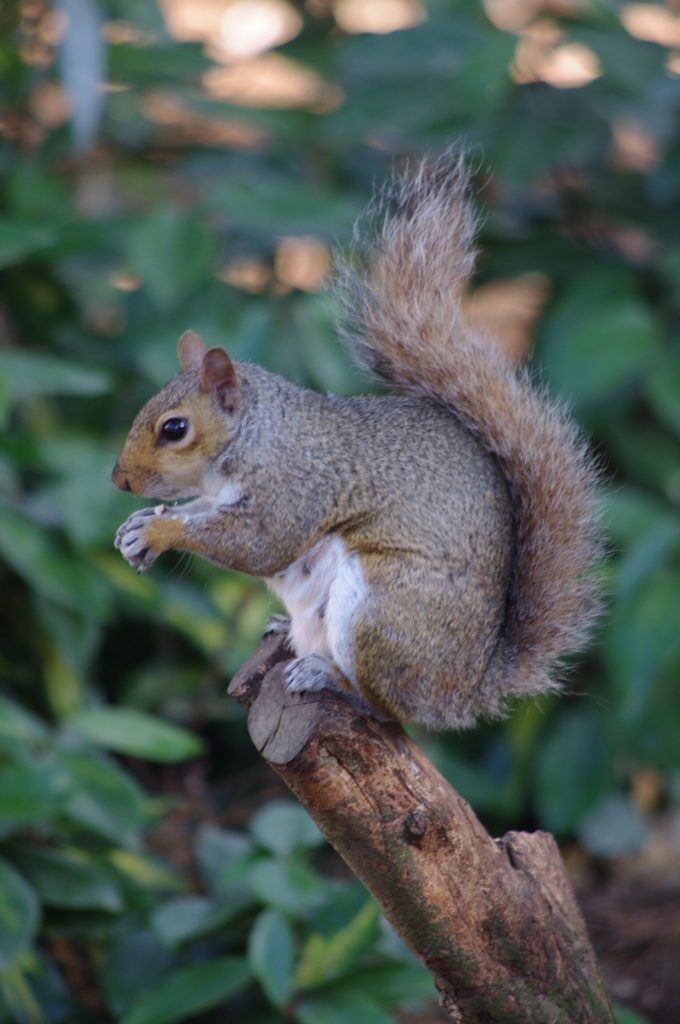Squirrel  by karendalling