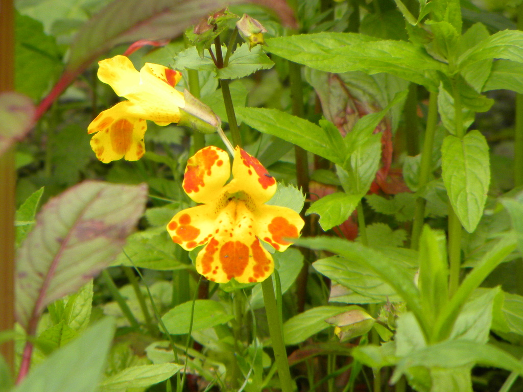 Monkey flower by oldjosh