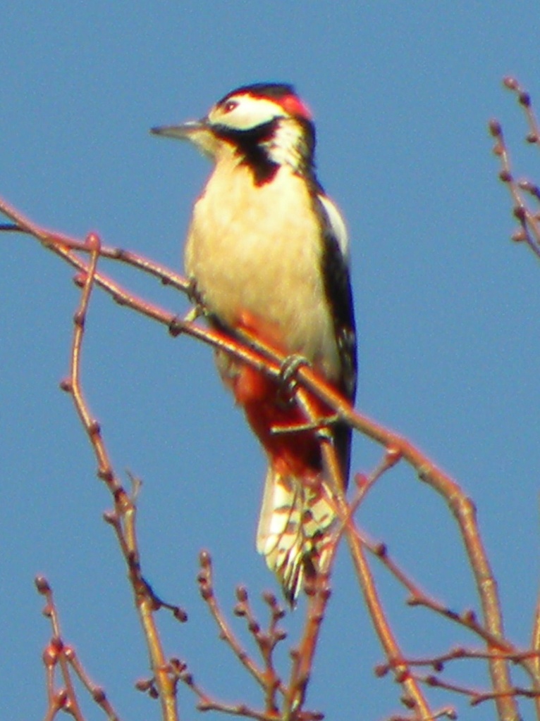 Great Spotted Woodpecker by oldjosh