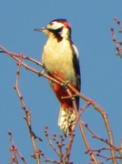 8th Jun 2013 - Great Spotted Woodpecker