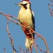 Great Spotted Woodpecker by oldjosh