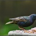 Beautiful but noisy birds by rosiekind