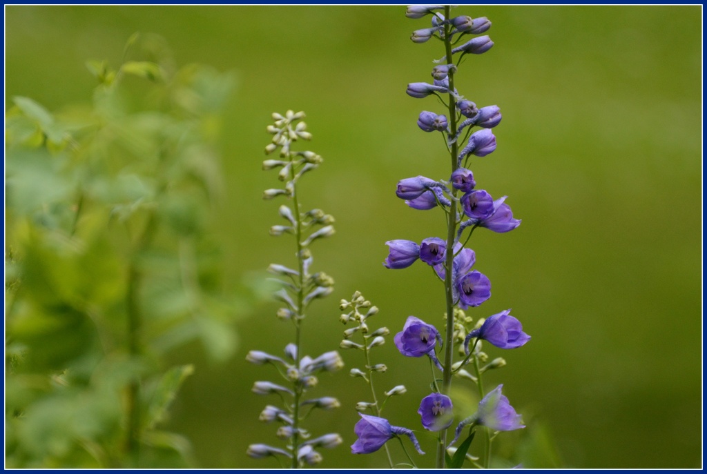 Delphinium by rosiekind